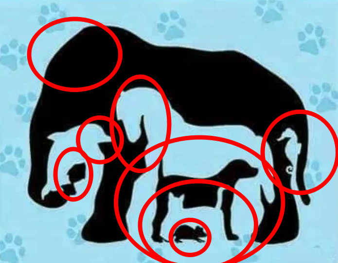 Brain Teaser to Test Your Attentiveness Find all the hidden animals in 11 seconds!